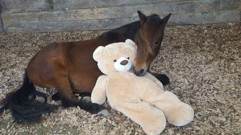 Teddy bear pony on sale