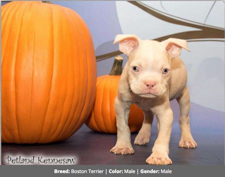 Petland Is Selling This Albino Puppy For 5 500 The Dodo