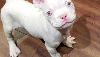 Petland Is Selling This Albino Puppy For 5 500 The Dodo