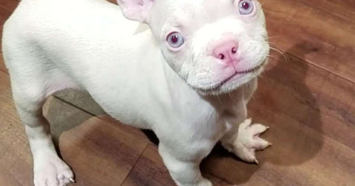 Petland Is Selling This Albino Puppy For 5,500 The Dodo