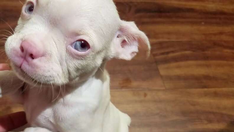 Albino puppies 2024