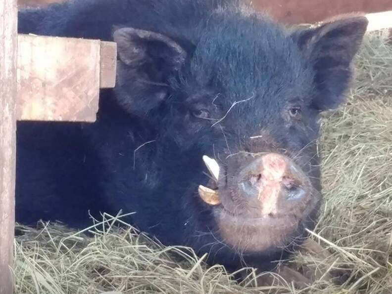 Potbelly pig in stall