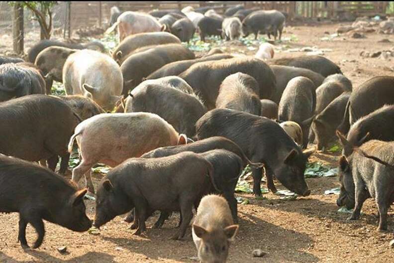 Rescue pigs at South African sanctuary