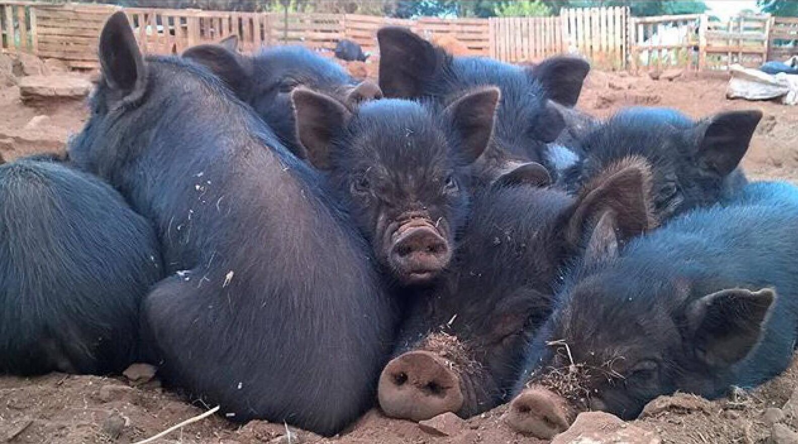 Sanctuary Takes Care Of Hundreds Of Unwanted Pigs In South Africa The