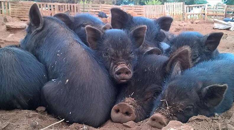Group of rescue pigs snuggling