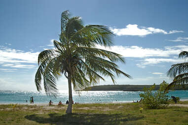 beach on vieques, Puerto Rico