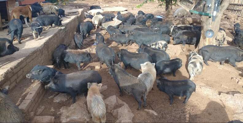 Rescue pigs at South African sanctuary