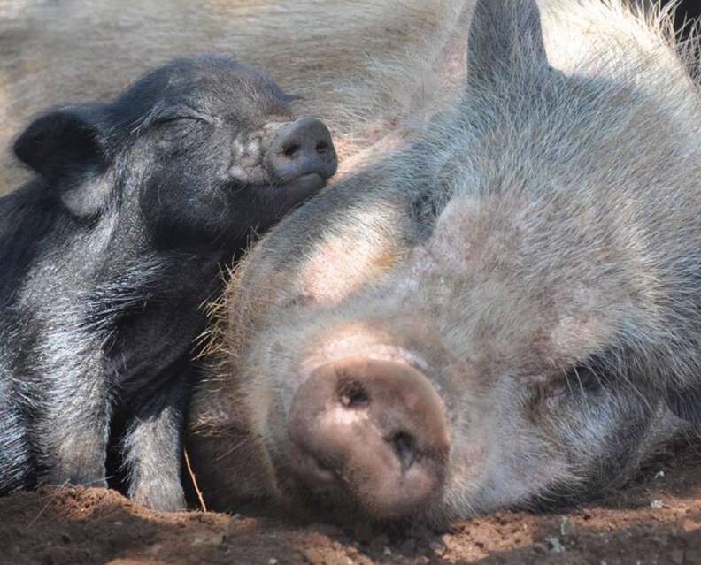Rescued pigs at sanctuary in South Africa