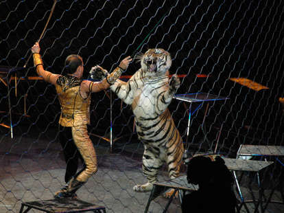 circus tigers