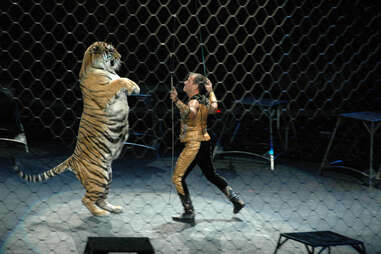 Ringling Bros. Plans To Ship 8 Tigers To German Circus - The Dodo