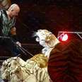 BREAKING: Ringling Bros. Plans To Ship Its Tigers To German Circus