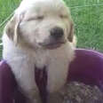 Puppy Falls Asleep In His Water Bowl
