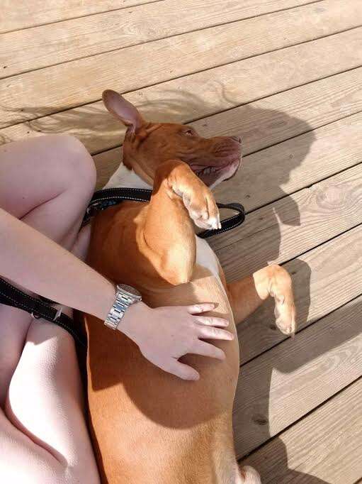 Rescue dog rolling on his back