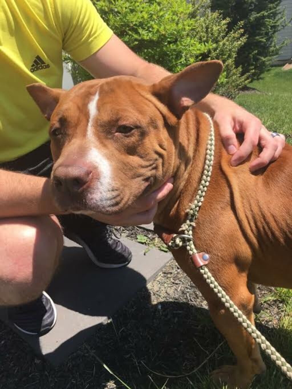 Shelter Dog Who Was Almost Euthanized Gets A Second Chance At Life