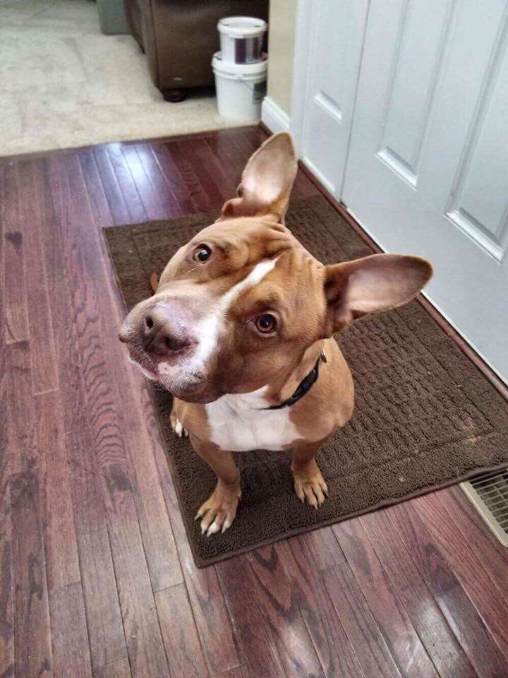 Rescue dog posing for picture