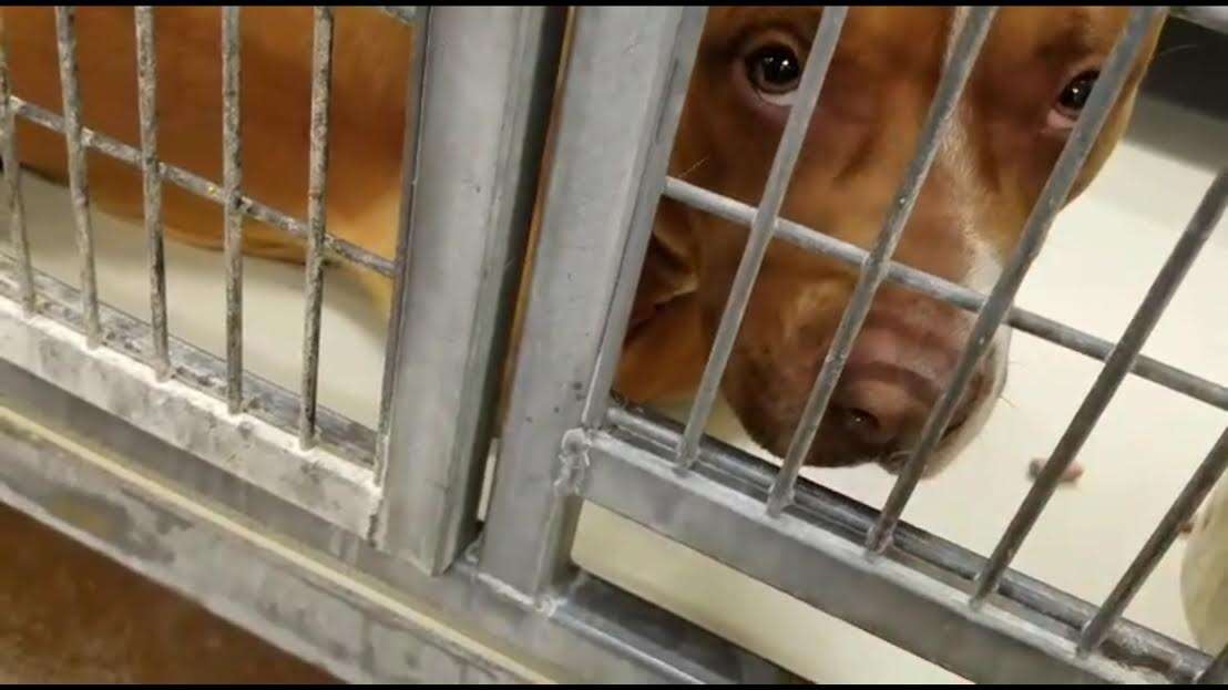 Rescue dog in shelter kennel