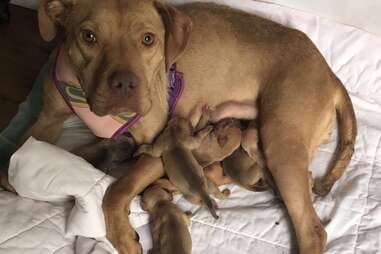 pregnant rescue dog