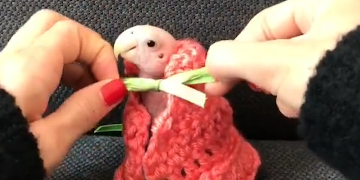 Naked Bird Stays Cozy In Her Newest Sweater Videos The Dodo