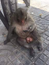 Monkey shot with arrow