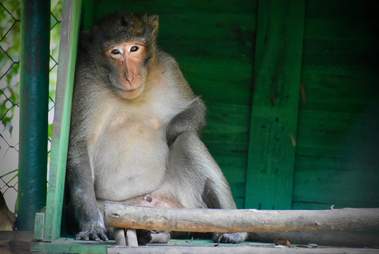 Macaque monkey at rescue center