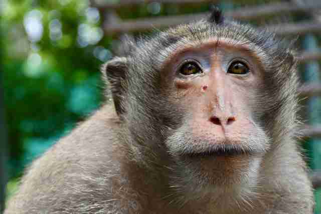 Monkey Shot In Eye With Arrow Finds The Perfect People To Help Him ...