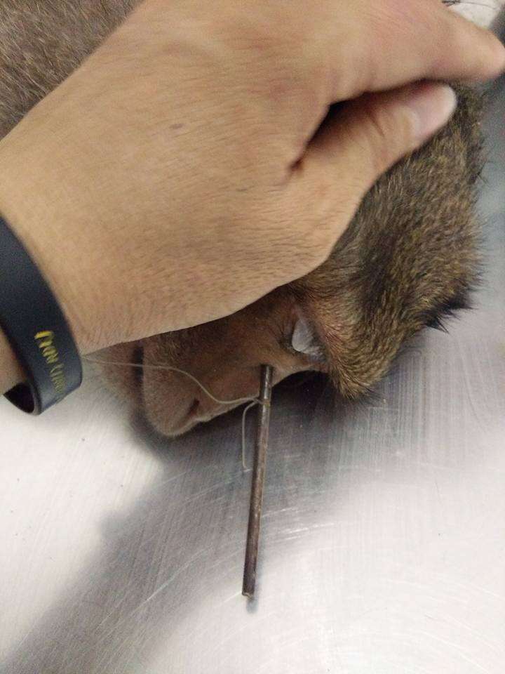 Injured macaque at vet office