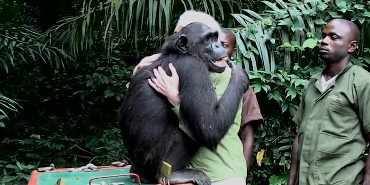 Chimps Are Just Like Us - Videos - The Dodo