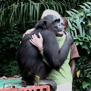 Baby Chimp Can't Stop Snuggling With Rescuers Now That He's Safe - The Dodo