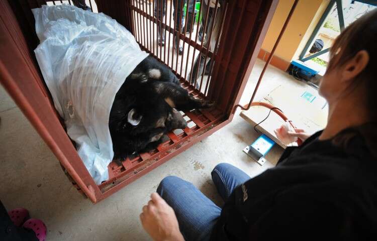 Bear rescued from bile farm in Vietnam