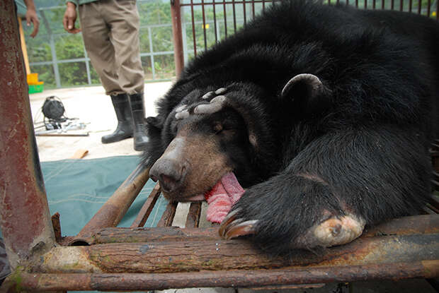 Rescued bear from bile farm