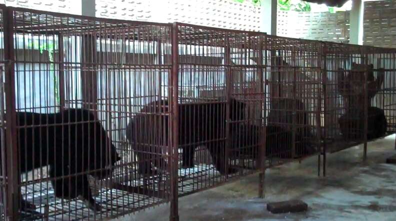Bears in cages at bile farm