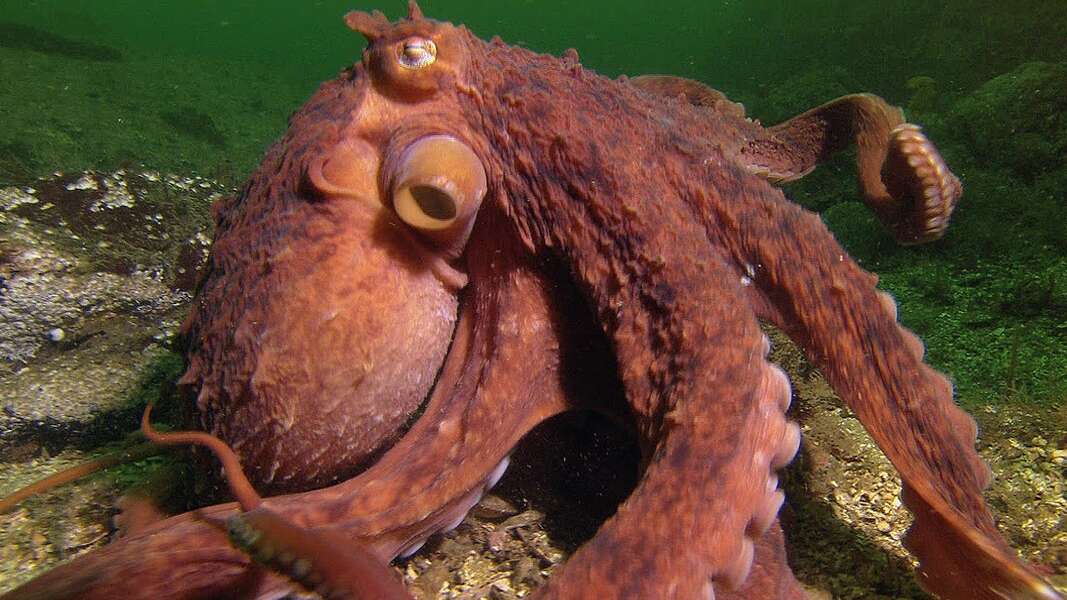 Octopus Steals Man's Crab Catch and Escapes - Thrillist