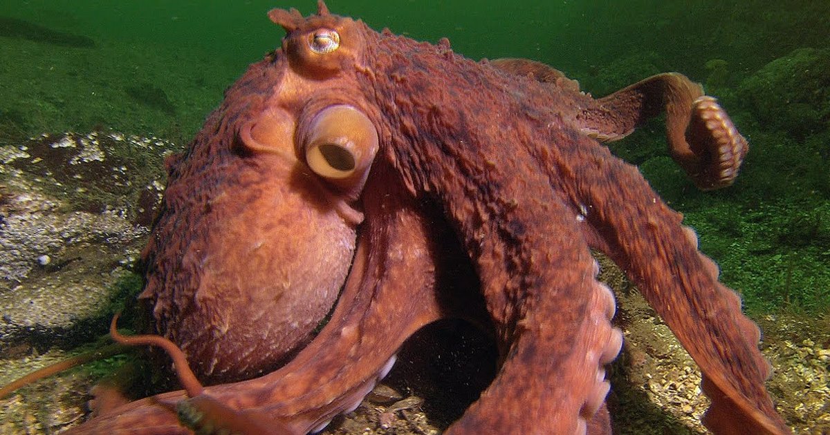 Octopus Steals Man's Crab Catch and Escapes - Thrillist