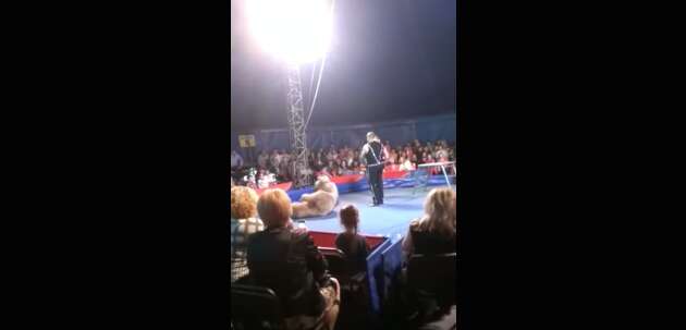 Ukraine circus bear before lunging at audience