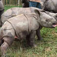 Baby Rhino Who Lost Her Mom Gets Help From Strangers
