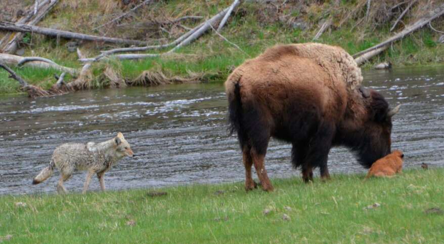Yellowstone bison protects baby 