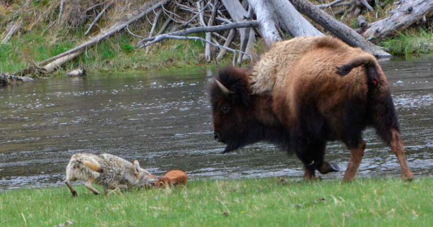 Yellowstone bison protects baby from coyote