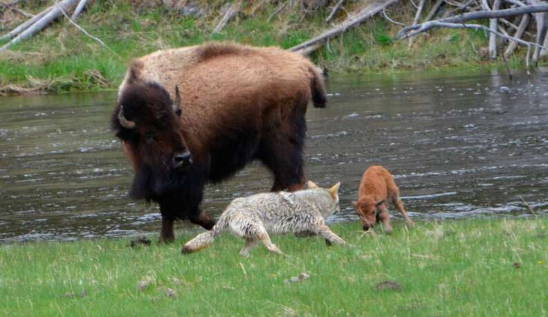 Yellowstone bison protects newborn from coyote