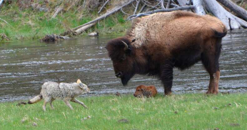 Yellowstone bison protects baby from coyote