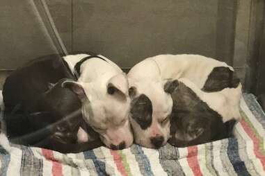 shelter dogs cuddle