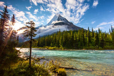 snowy mount robson overlooking trees and a rushing river