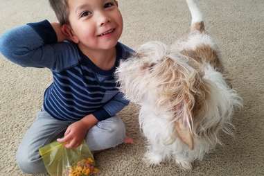 little boy helps pit bulls