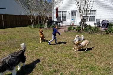 little boy helps pit bulls