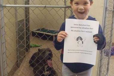 little boy helps pit bulls