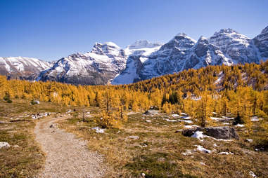 a valley leading through trees and snowy mountains