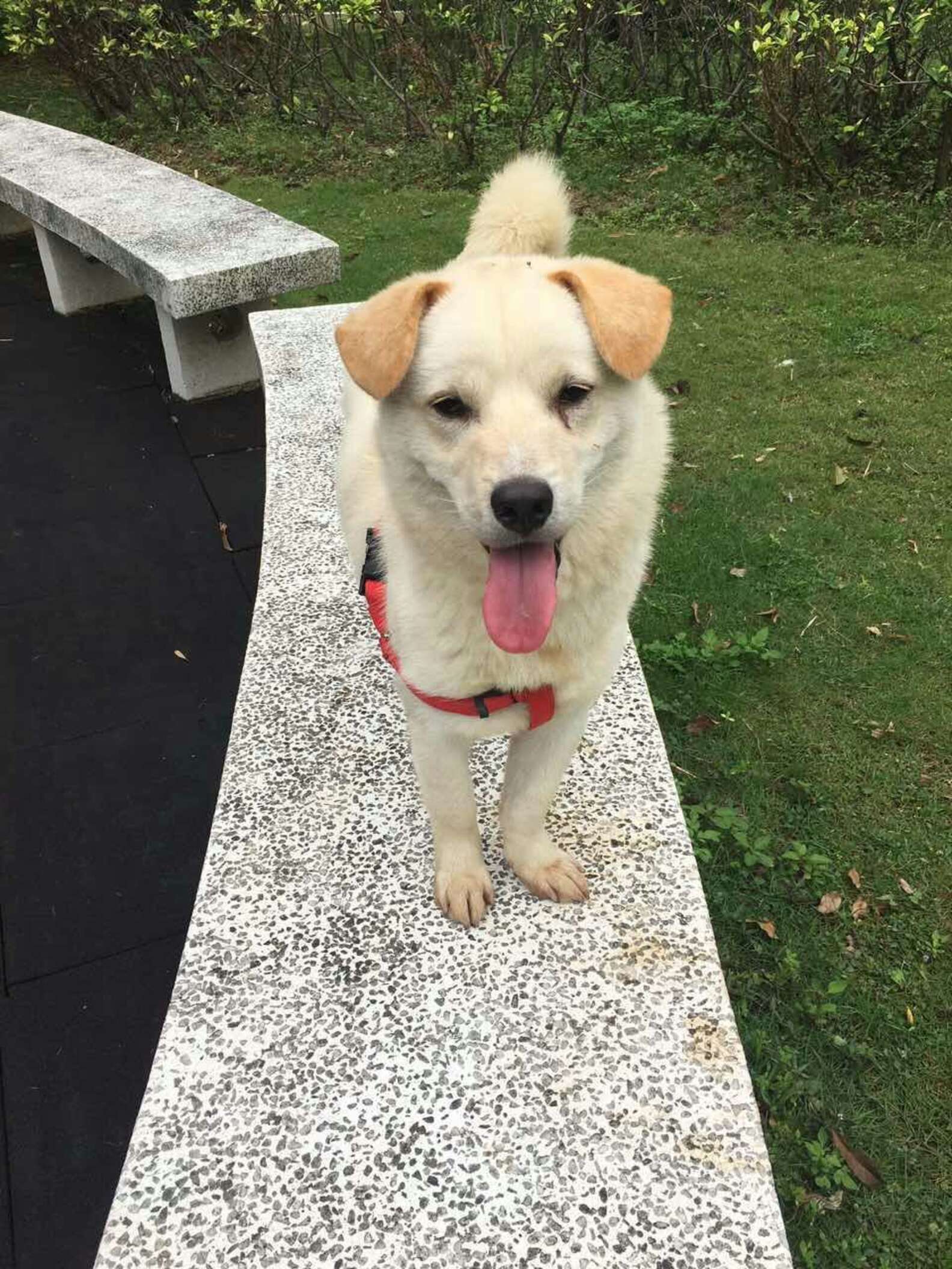 Man Rescues Dog Who Was Being Sold For Meat - The Dodo