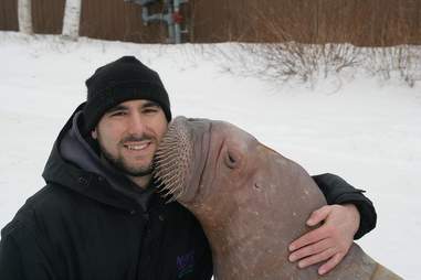 Phil Demers with Smooshi the walrus at Marineland