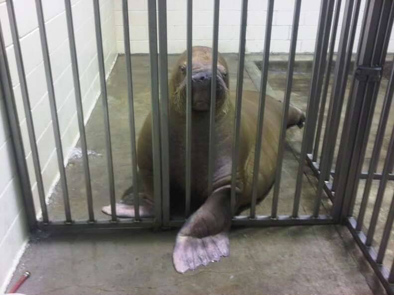 Smooshi, the sick walrus at Marineland