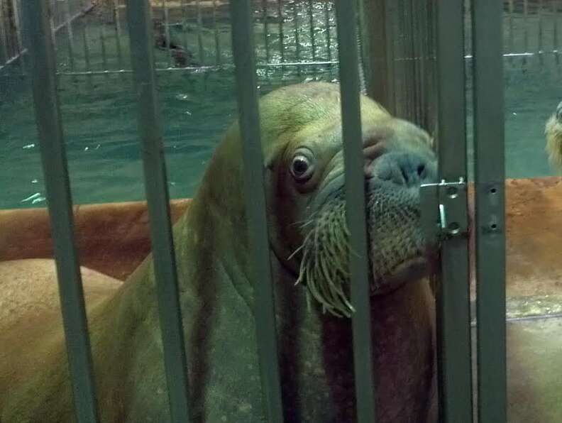 Smooshi, a sick walrus at Marineland