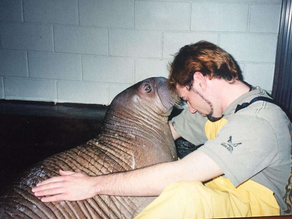 Sonja the walrus at Marineland